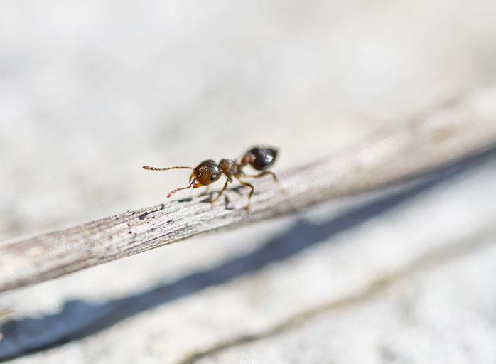 foraging acrobat ant in virginia beach va