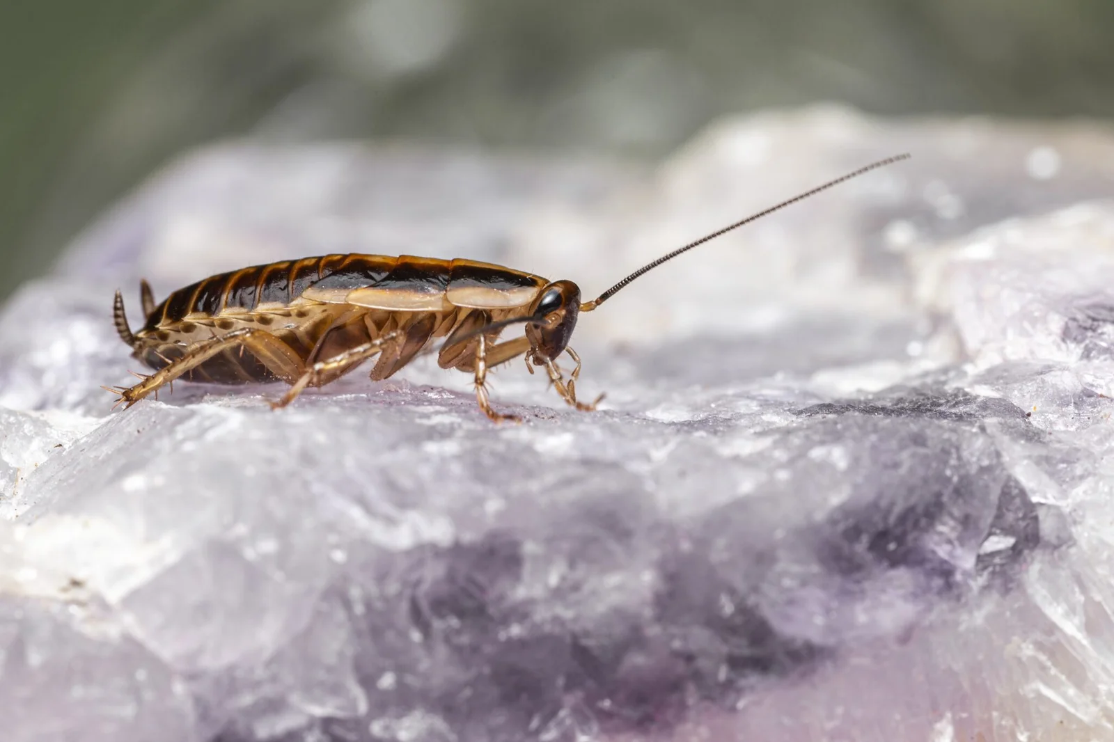 American Cockroaches