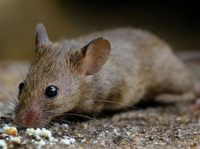 Mice