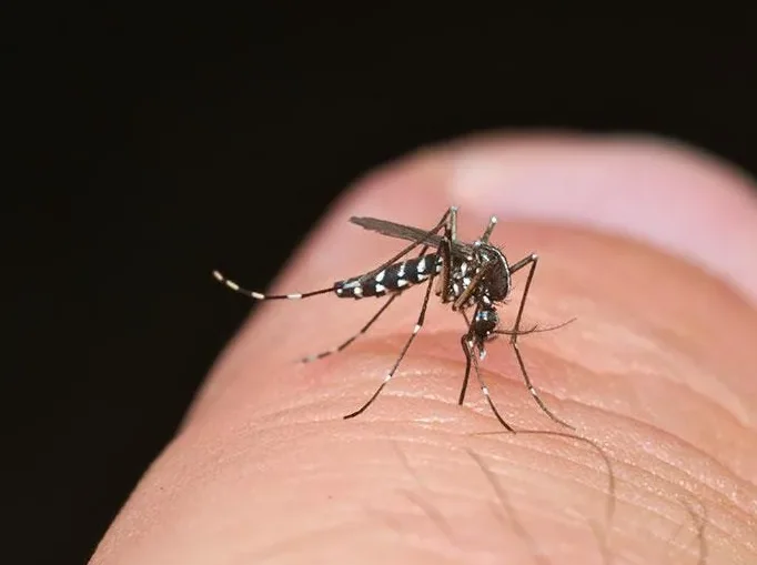mosquitoes