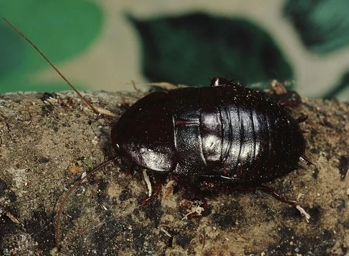 Oriental-Coackroach