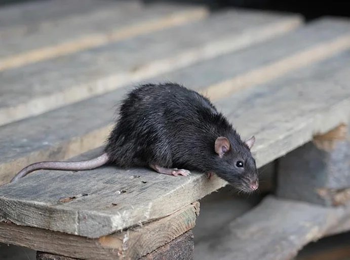 Rat