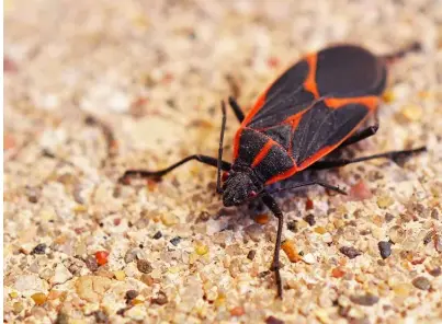 boxelder bugs