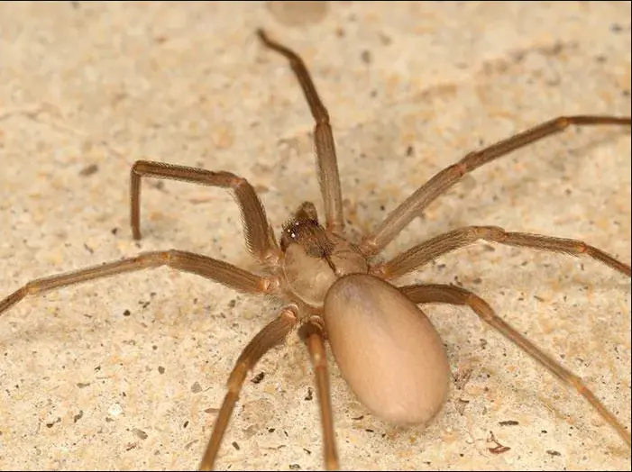 brown recluse spiders