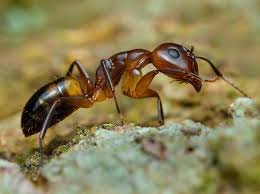 argentine ants