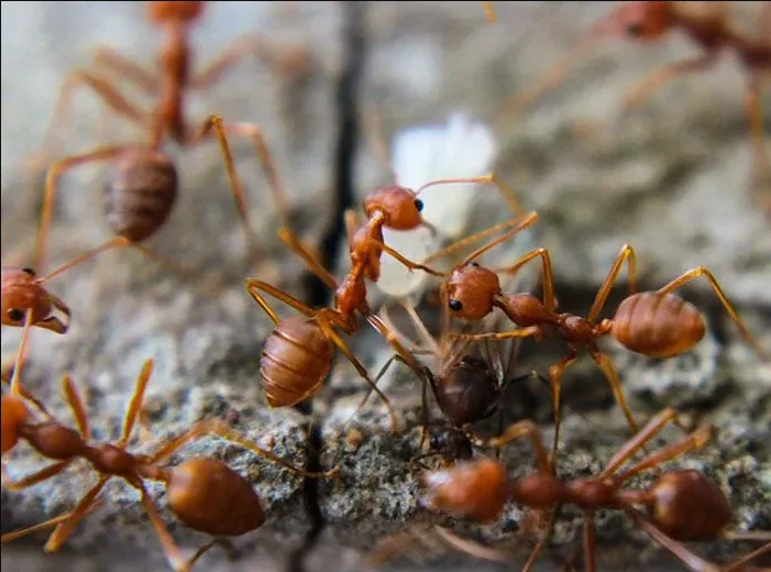 fire ants