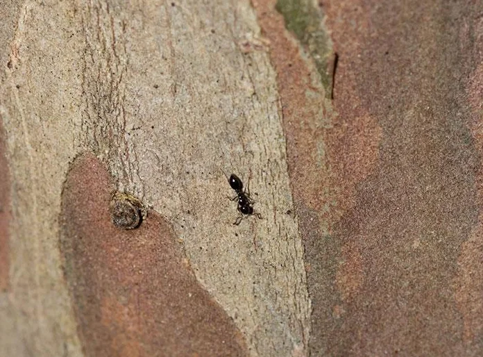 little-ants