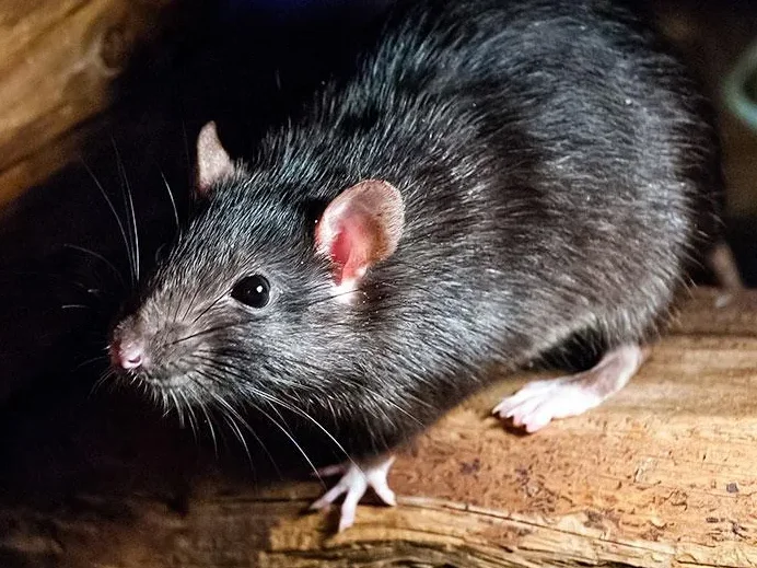 roof-rats