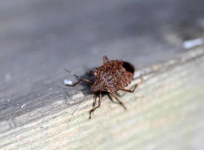 stink bugs
