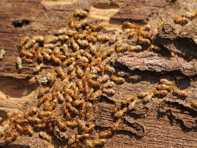 termites