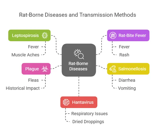 rat-borne diseases and transmission methods
