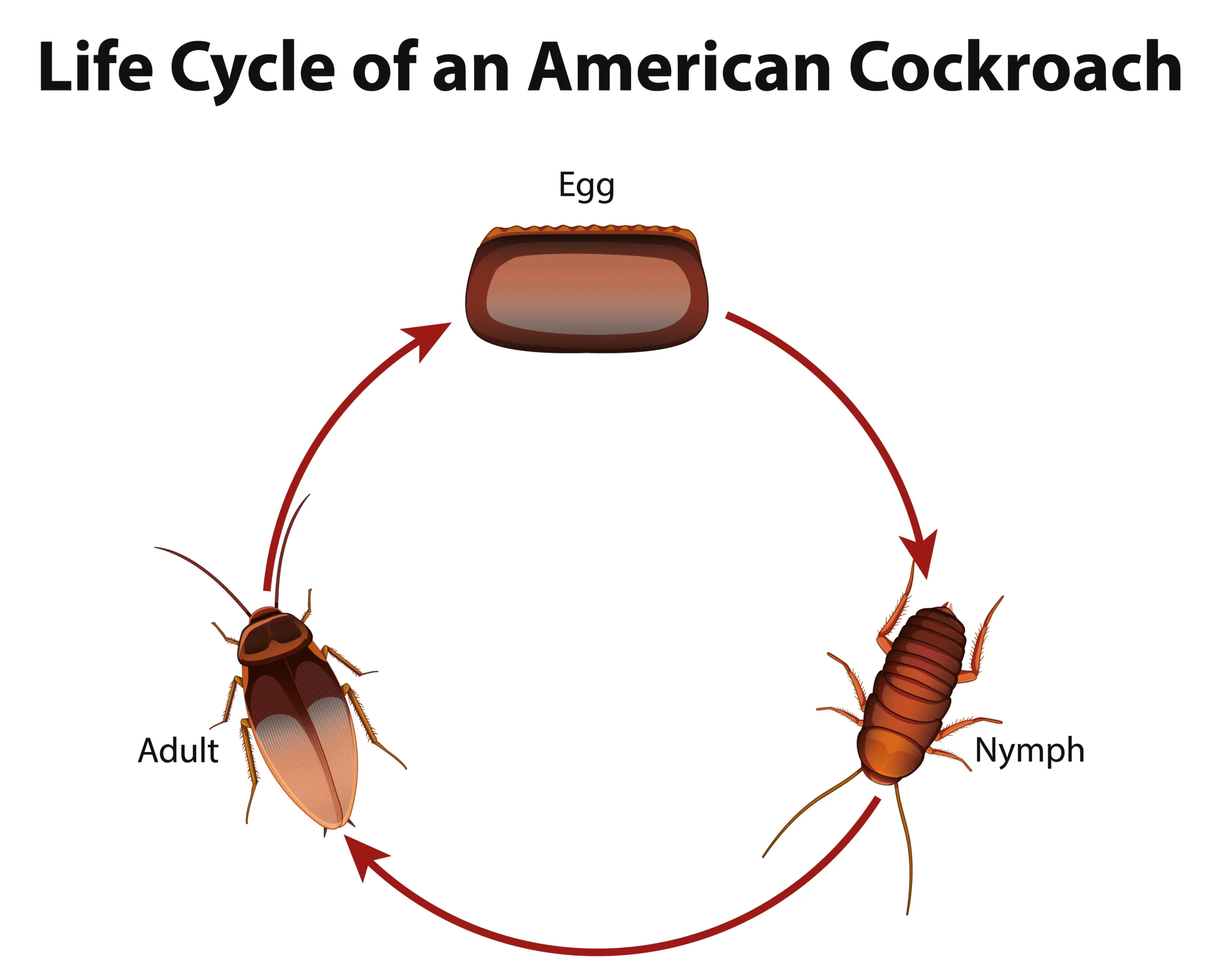 Lifecycle from Egg to Adult