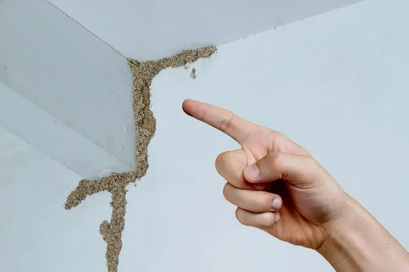 Top 10 Early Signs of Termite Infestation in Norfolk Homes