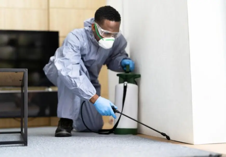Protect Your Home Norfolk's Guide to Termite Inspection & Treatment