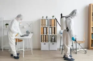 Why Regular Termite Inspections Are Crucial for Norfolk Homeowners